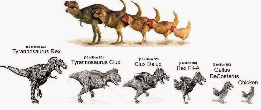 Эволюция т. Эволюция тираннозавра. Эволюция курицы. От какого динозавра произошла курица. Курица потомок тираннозавра.