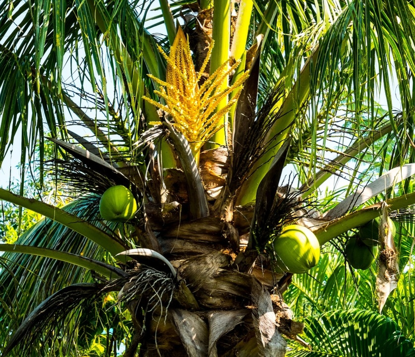 Кокосовая пальма (Cocus nucifera)