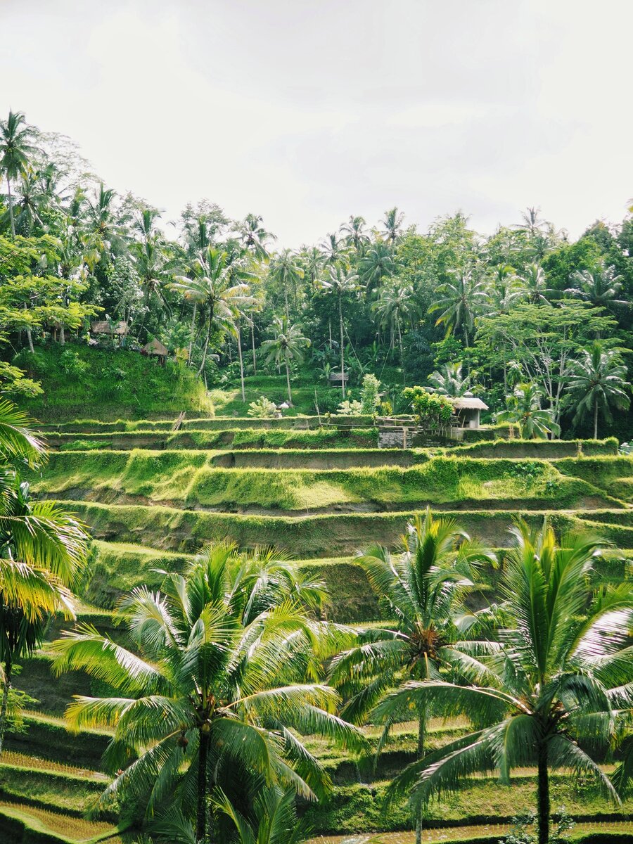 рисовые террасы в Убуде
