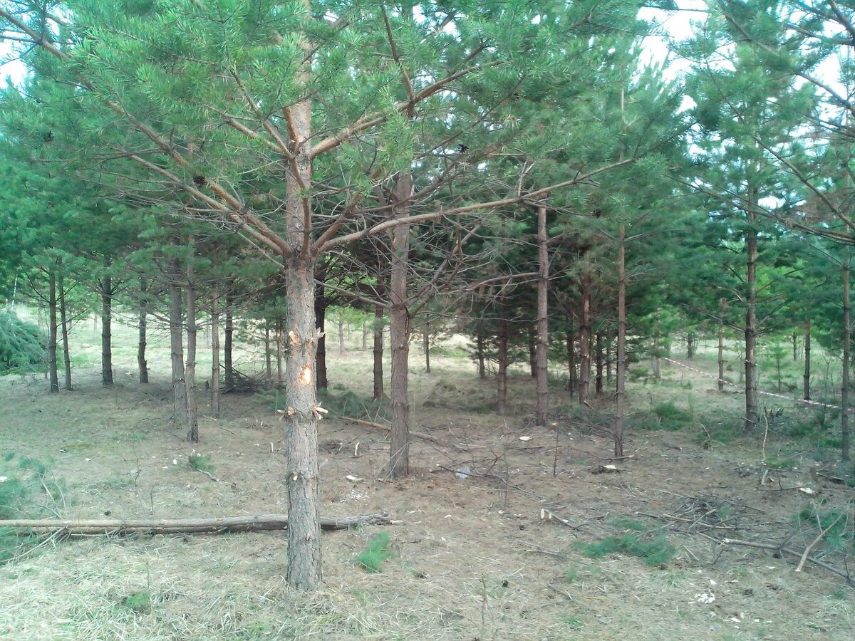 Вот такими метками обозначены деревья, которые можно срубать