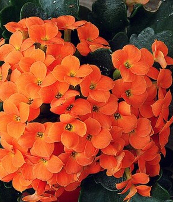 https://cdn.pixabay.com/photo/2017/04/19/08/26/flower-2241493__340.jpg