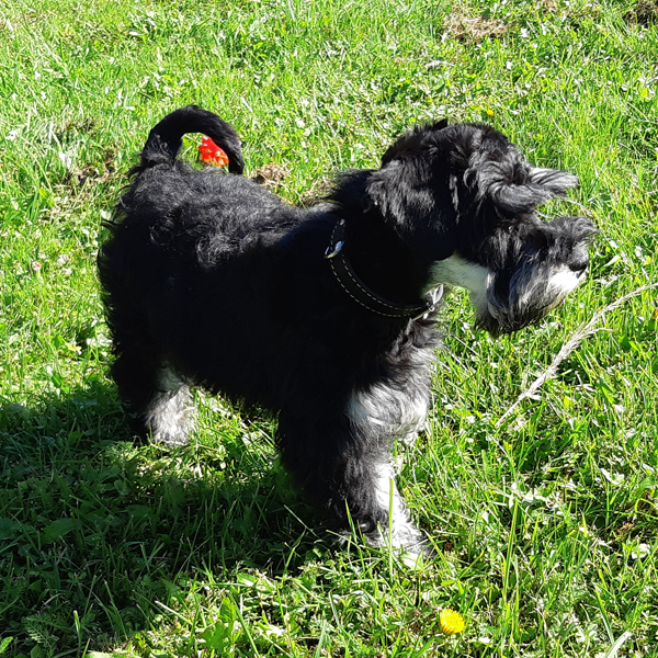 Щенок 3 месяца, расцветка черный с серебром