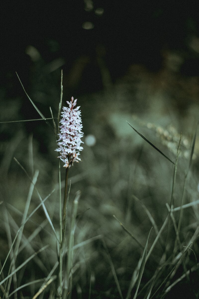 https://unsplash.com/photos/JL2pWKkEM2U