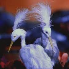 открытые источники