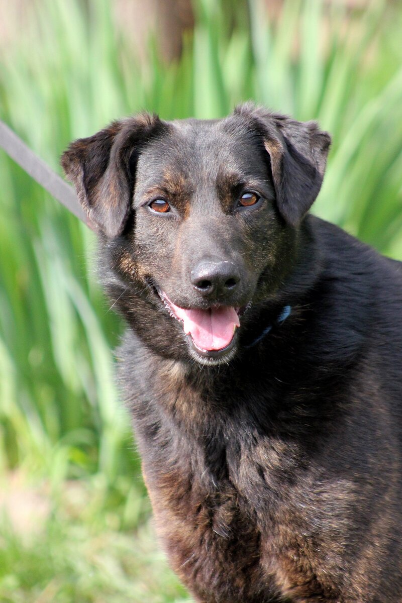 Агата, приют солнцево