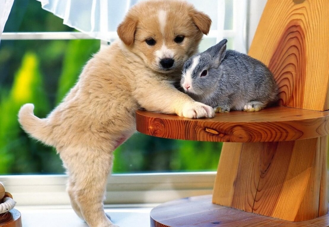 Животные нуждаются в нашей заботе