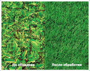 Обобщая  содержание данной статьи, можно сказать, что современные средства  борьбы с нежелательными растениями на газонах значительно облегчили  жизнь многим садоводам, сократив время и усилия, затрачиваемые на эту  процедуру, но одновременно прибавив сторонников к армии скептиков,  отрицательно относящихся к любым вмешательствам в естественный ход  природных процессов. Аргументы этой группы садоводов вполне заслуживают  внимания, но в конечном итоге каждый человек волен делать свой выбор  сам, по крайней мере, так хочется думать, и решать какими силами и  средствами ему придется решать неизбежную проблему появления на газоне  непрошенных гостей из царства флоры.