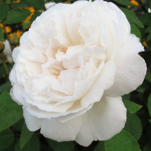 роза винчестер кэфидрал фото с сайта интернет магазина