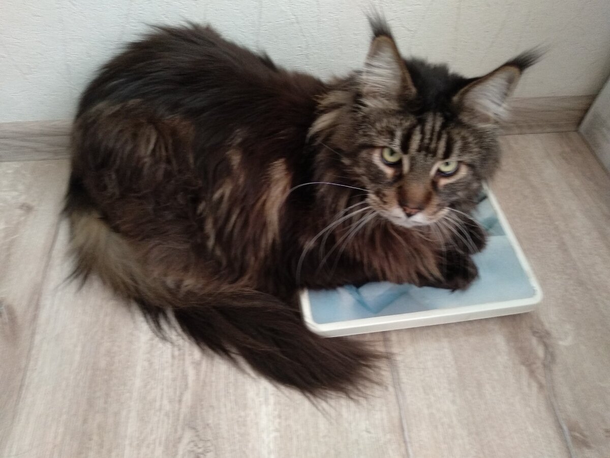 Арчи намекает... Мало кормите) 