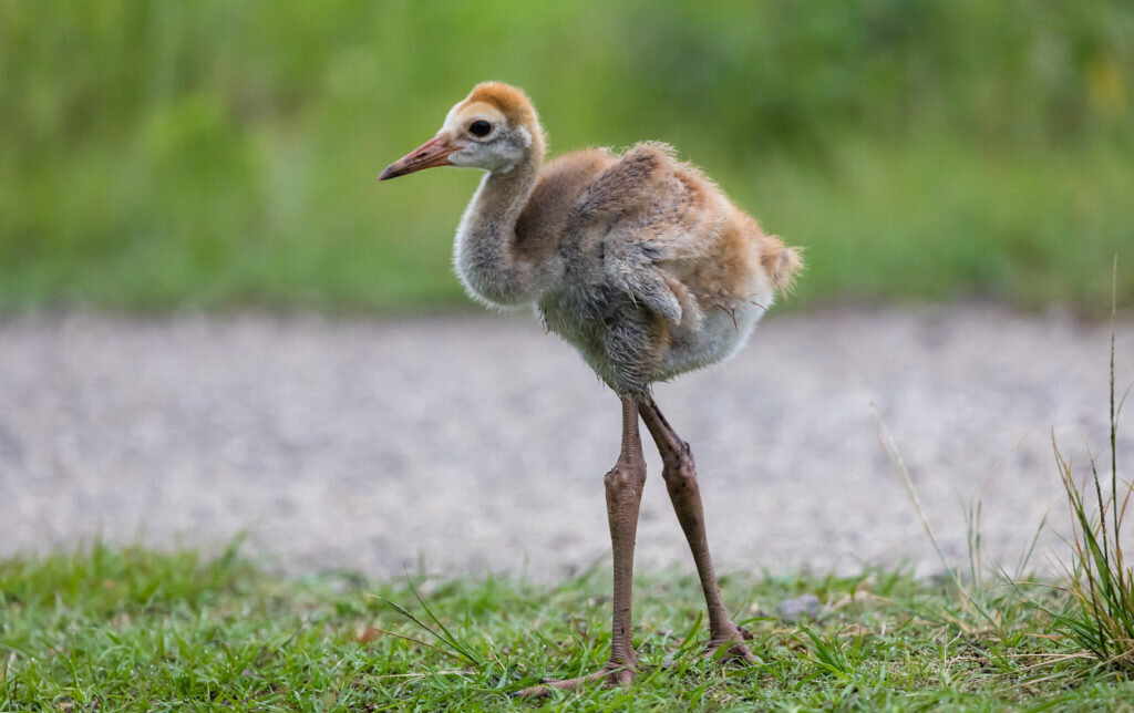 Фото: Matthew Paulson/Flickr