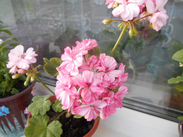 Герань или пеларгония - это растение,  ставшее в последнее время чрезвычайно популярным. Её выращивают не только дома, но и на городских клумбах, на дачах, используют для озеленения балконов.