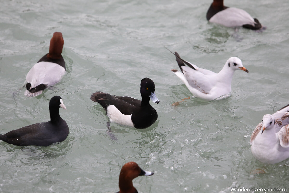 Утки в сочи. Птицы пермь водоплавающие. Утки в лебедином озере астрахань. Утки в адлере. Утка в сочи.