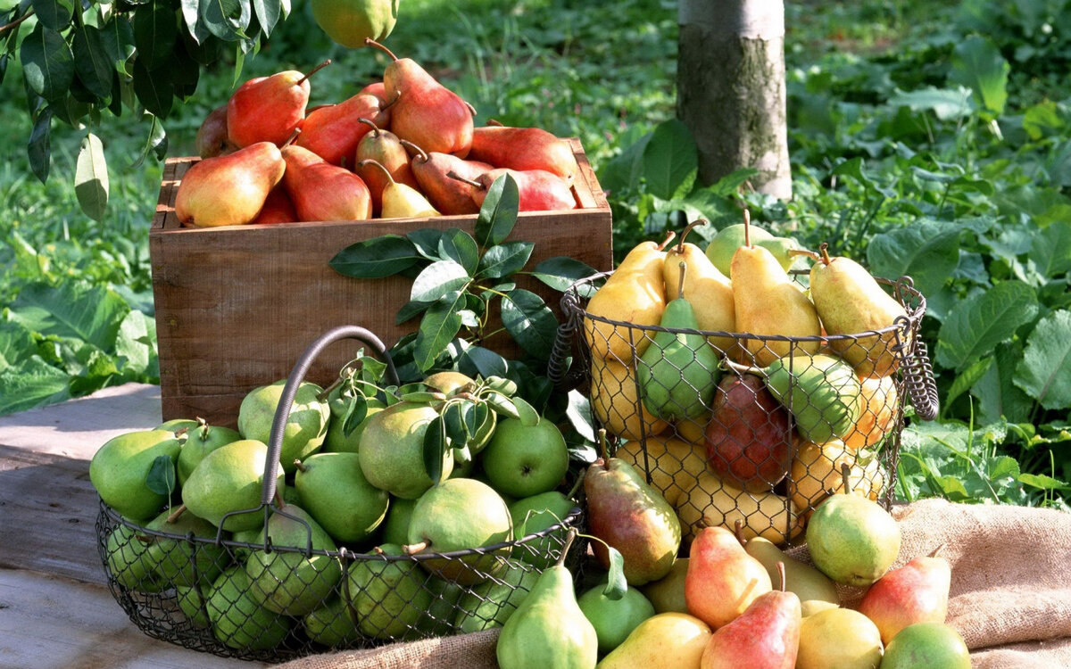 7 главных Ошибок при планировании Плодового Сада, которые ухудшают ваш Урожай