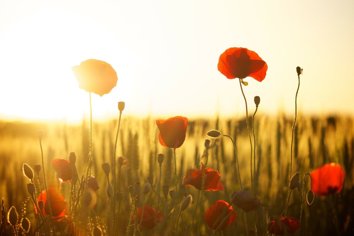 https://pixabay.com/