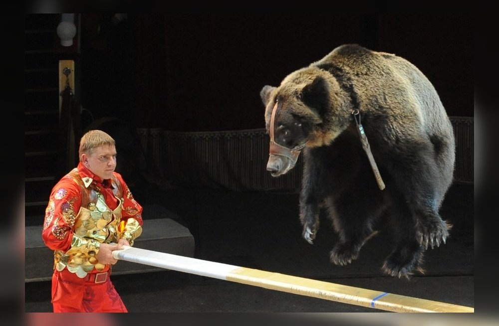 Бурый медведь - млекопитающее семейства медвежьих; один из самых крупных наземных хищников.