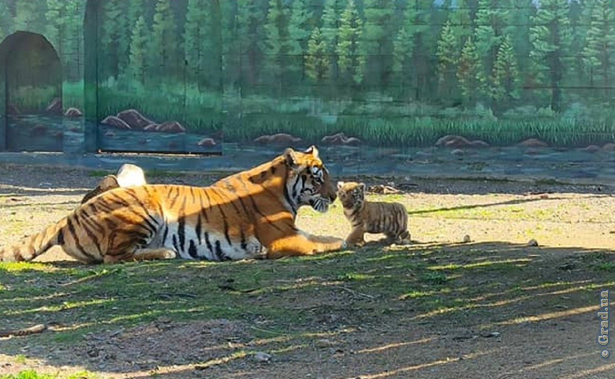 Зоопарк 1 видео. Тигр в зоопарке. Тигры в Харькове. Амурский тигр в зоопарке. Амурский тигр тигрица с тигрятами.