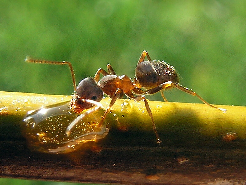 Рабочий вида Lasius Niger (чёрный садовый муравей)