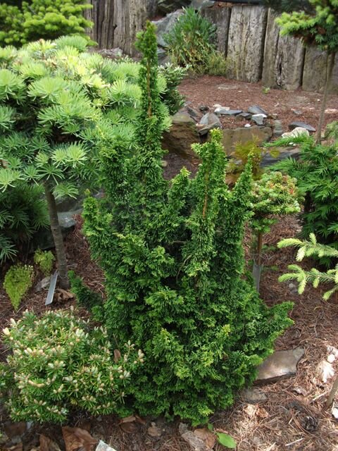 Thuja occidentalis 'Malonyana Holub'Туя западная 'Малониана Холуб'