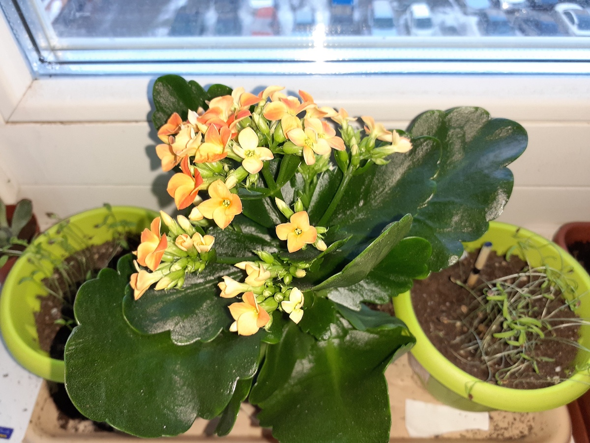 (личное фото) мое каланхоэ после покупки постояло недельку и я его пересадил (следующее фото в галерее)