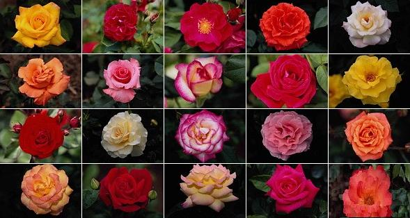 Какие бывают розы – обзор групп, типов и сортов