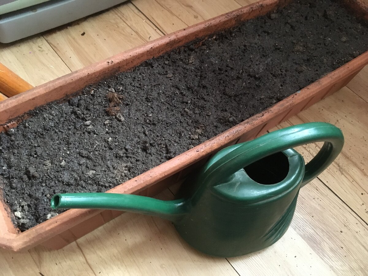Как посадить лук на зелень дома (простой способ 2)