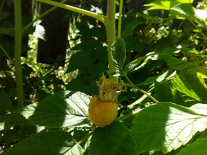 Малина желтая