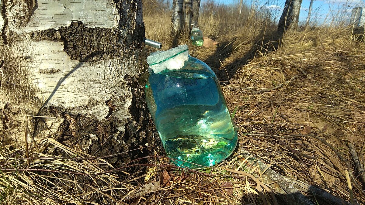 Натуральный березовый сок. Фестиваль березового сока 2022. Сок"берёзовый" 1л Fidan. Березовый сок 400x400. Береза и березовый сок