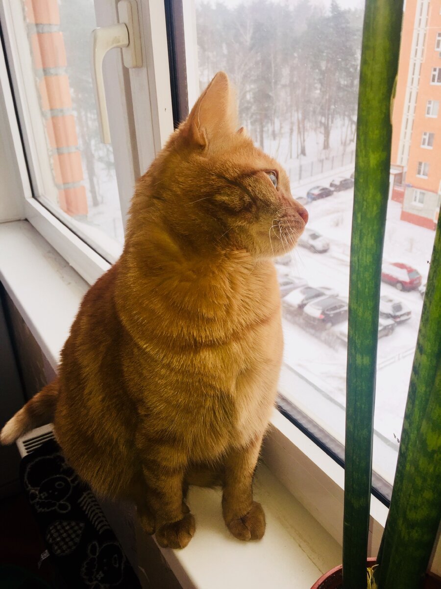 Антон любит наблюдать 