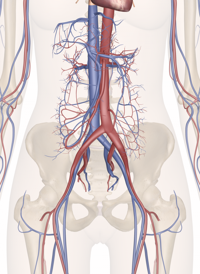 Где находится артерия и вены. Артерии и Вена анатомия. Сосудистая система человека анатомия венозная. Система кровообращения анатомия артерии.