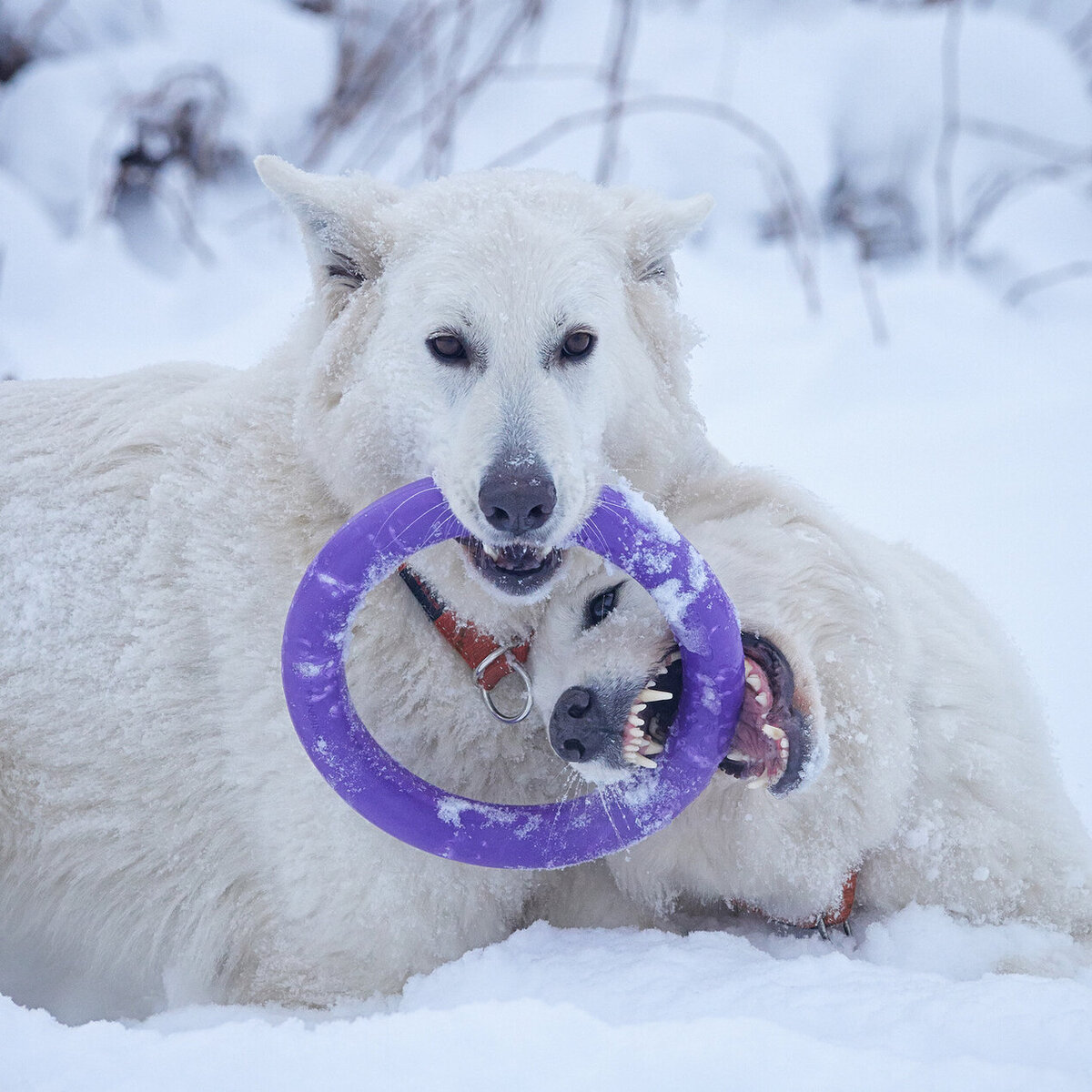 Когда собаки просто играют в добычу, опасной конкуренции нет. Она появляется, когда рядом человек и еда