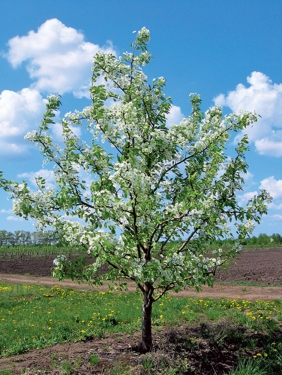 Важно! Начинать следует с выбора карликового подвоя. Для яблони лучше использовать подвои М9 и М26, а для груши более известные – айва А или айва С. Прививку на подвои осуществляем в обычные сроки, а готовые саженцы высаживаем осенью, или весной. Фото из архива дружественного питомника.