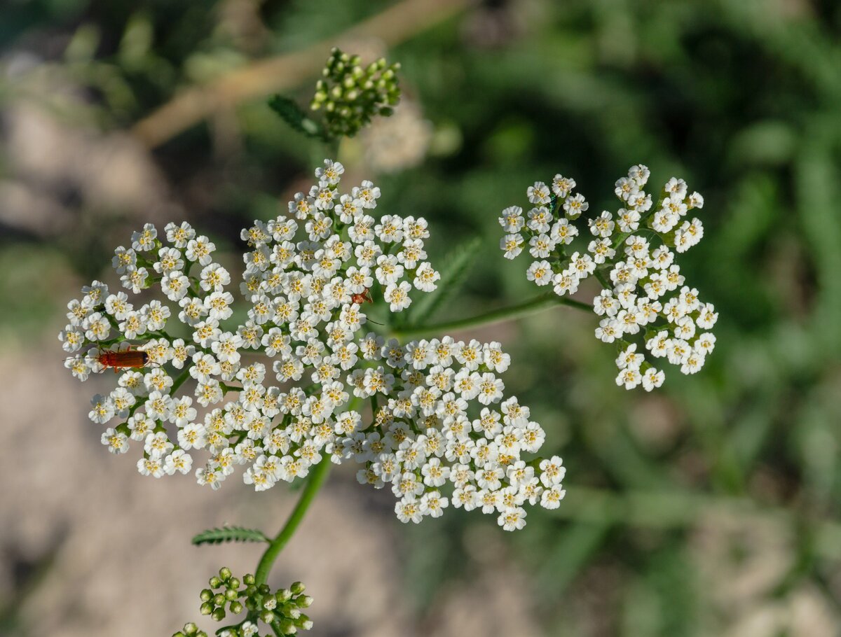 Тысячелистник щетинистый — Achillea setacea. Тысячелистник обыкновенный соцветие. Тысячелистник обыкновенный сорняк. Тысячелистник войлочный (Achillea tomentosa).