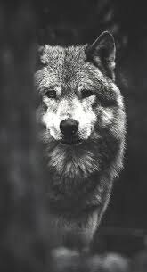 Ненависть людей не знает границ