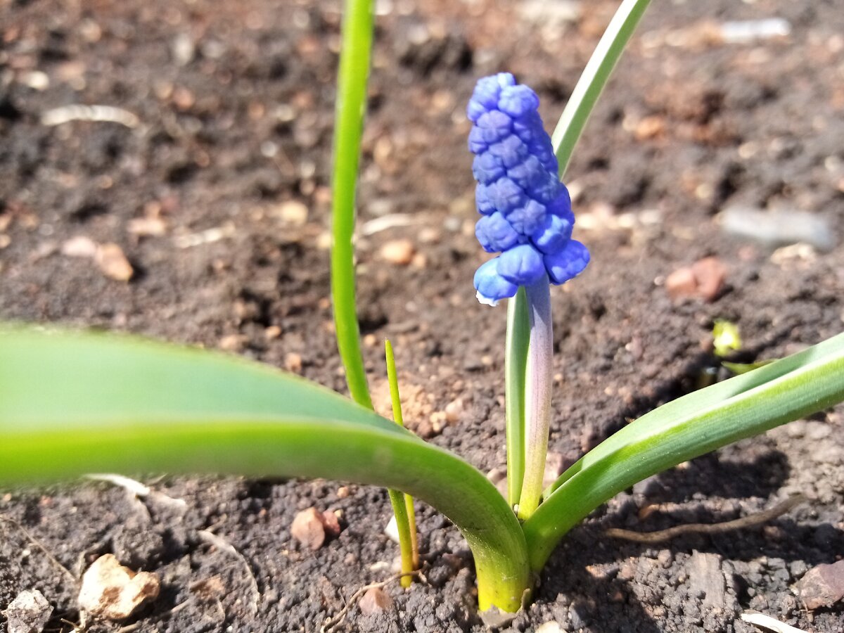 Цветут с марта по май, в зависимости от региона, после крокусов, галантусов и других первоцветов. 