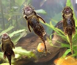 Самая распространенная причина того, почему на стенках аквариума появляется зелень, – это избыток света. Он может быть слишком ярким или чересчур продолжительным. Негативно также сказываются на состоянии воды прямые лучи нашего Солнца. Свет благоприятствует активному размножению простейших (одноклеточных) водорослей, которые сперва «озеленяют» жидкую среду, а затем начинают нарастать на внутренних поверхностях аквариума.