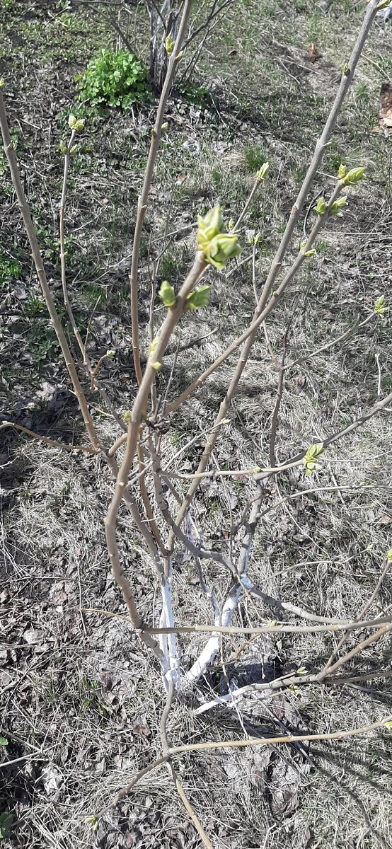 Моя сирень.