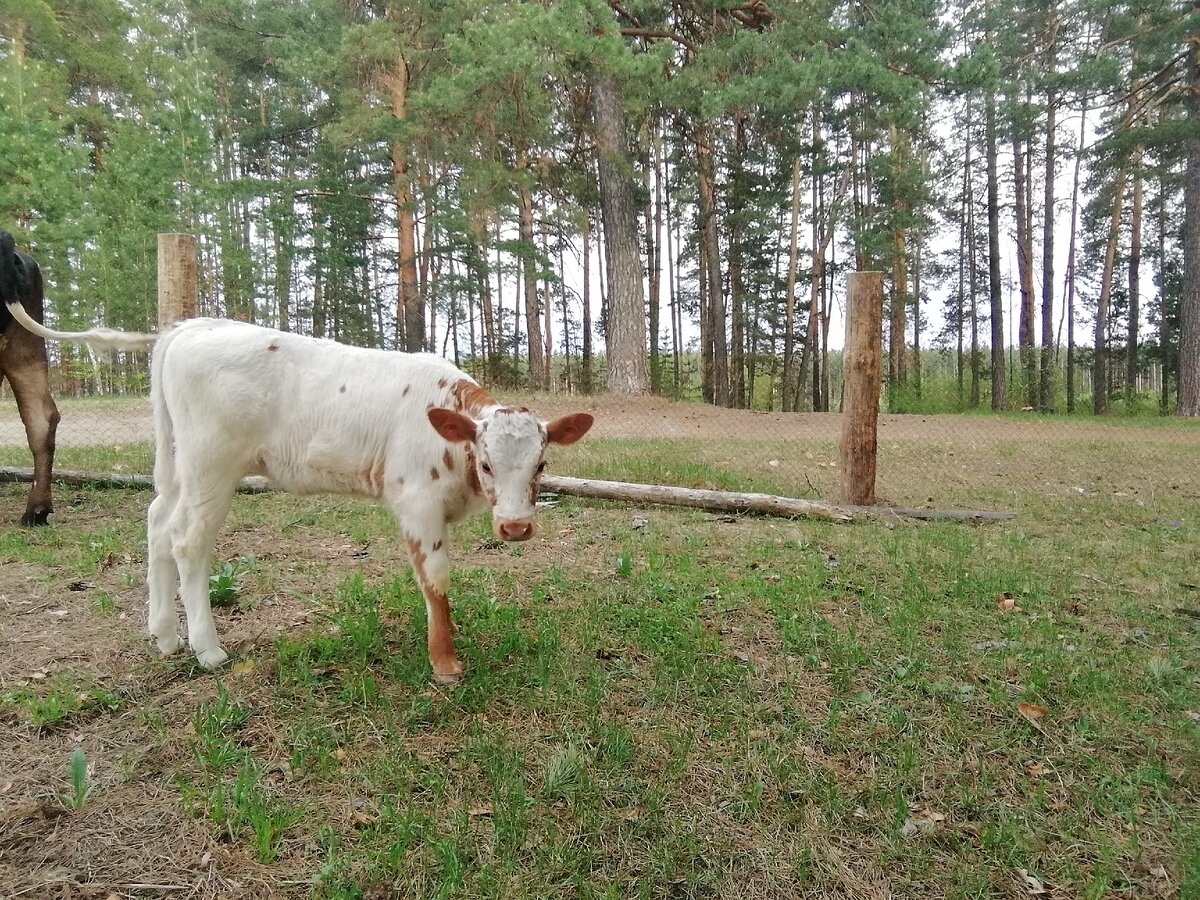 Грустная Марта.