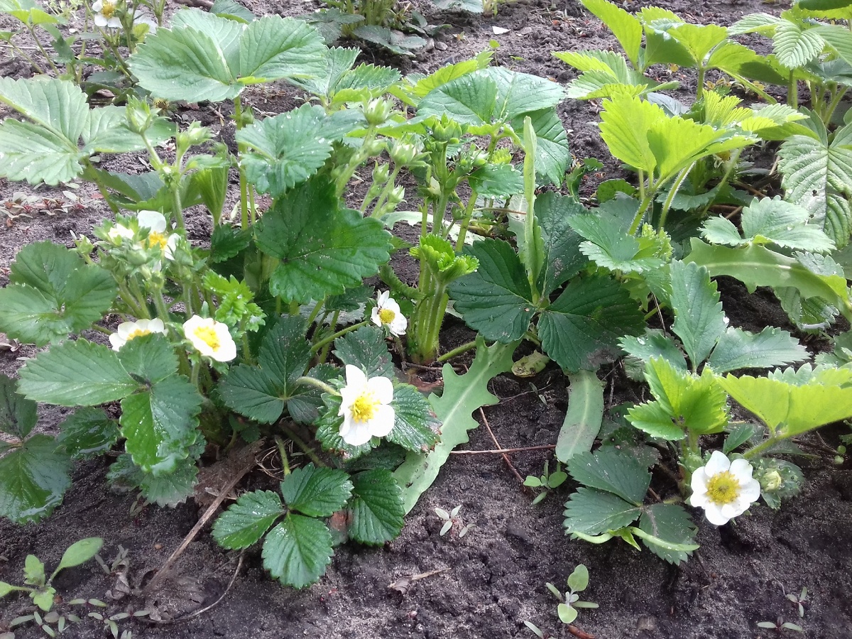 Цветение здоровых кустов