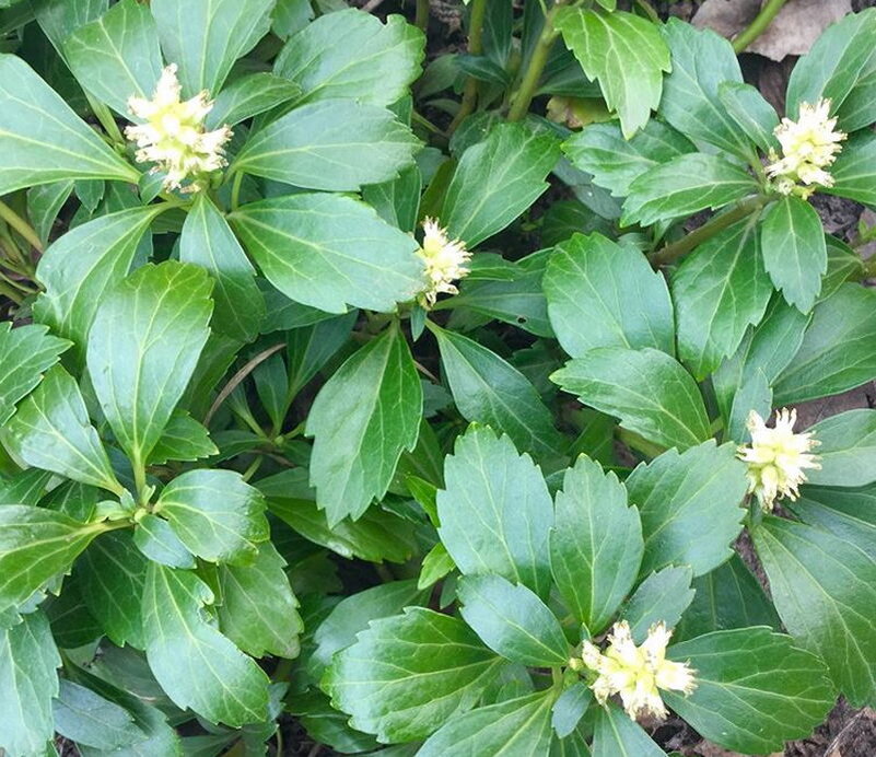 Пахизандра