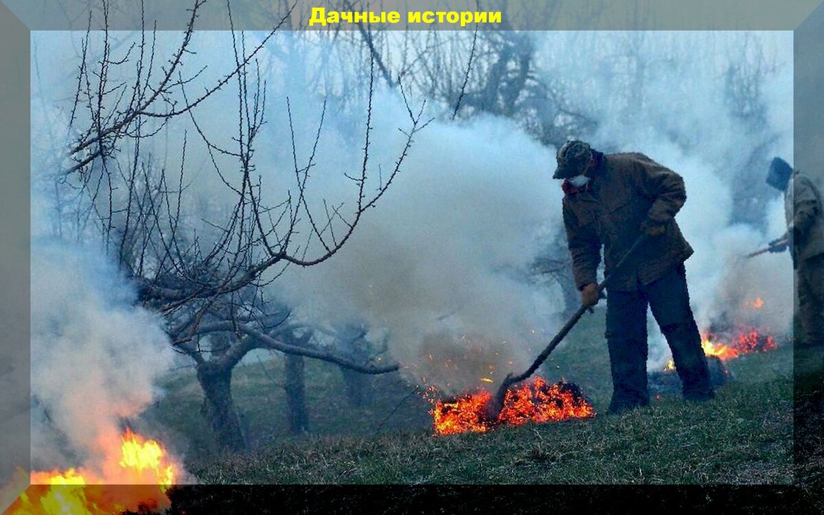 Окуривание садов и огородов дымом - старый и проверенный способ защиты от  заморозков | Дачные истории | Дзен