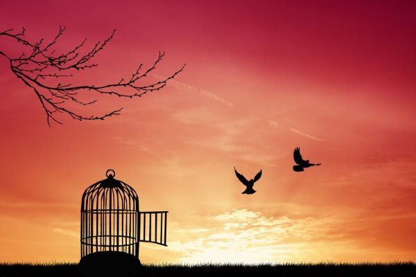 https://st.depositphotos.com/1428083/2946/i/450/depositphotos_29460297-stock-photo-bird-cage.jpg