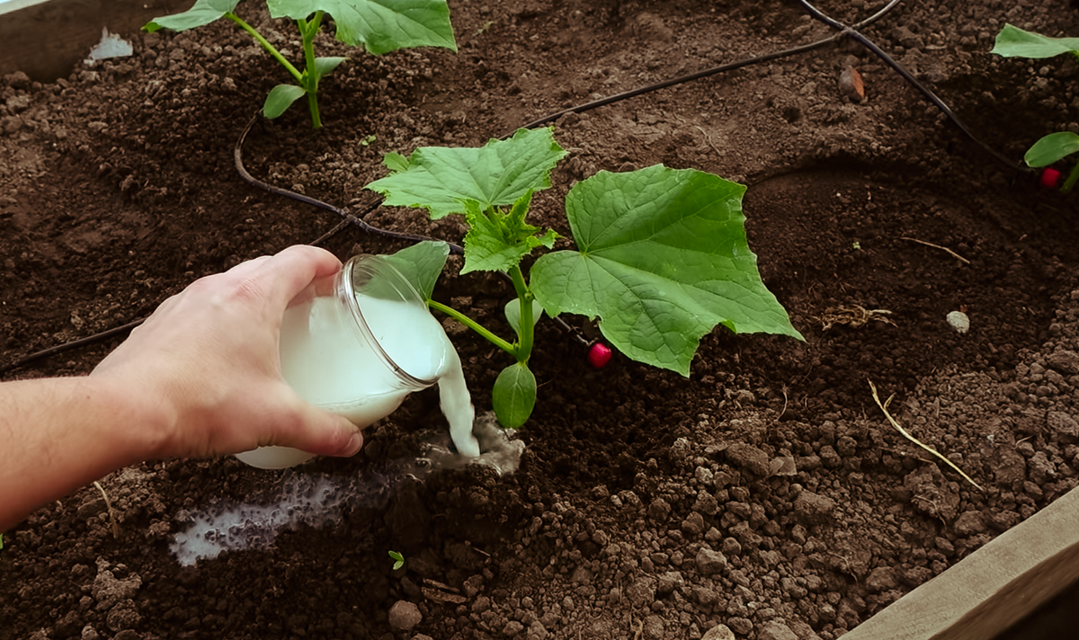 фото взято из Яндекс картинки