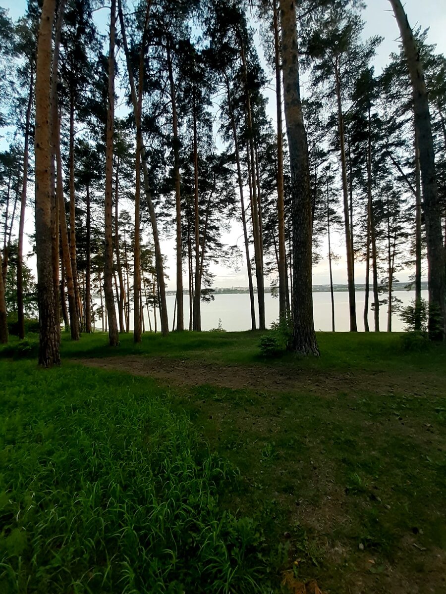 Среди леса виднеется пруд