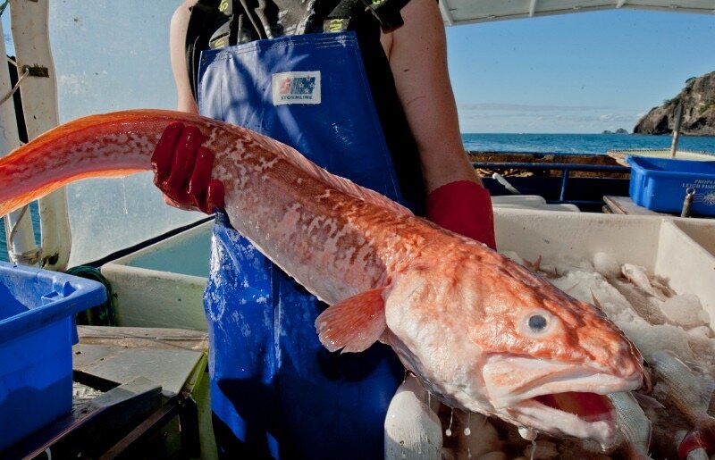 Вот так она выглядит (не хотел бы я такую встретить в море рядом с собой) 