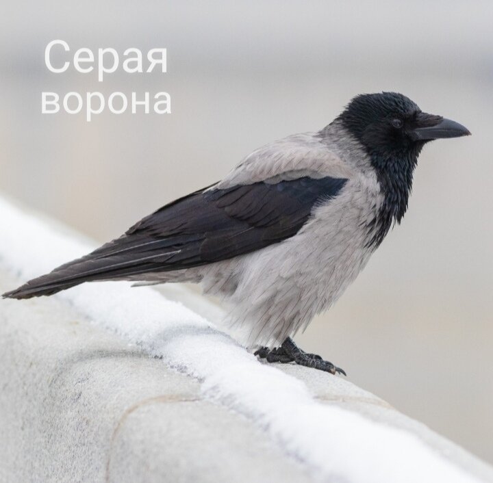 Серая ворона (Corvus cornix)