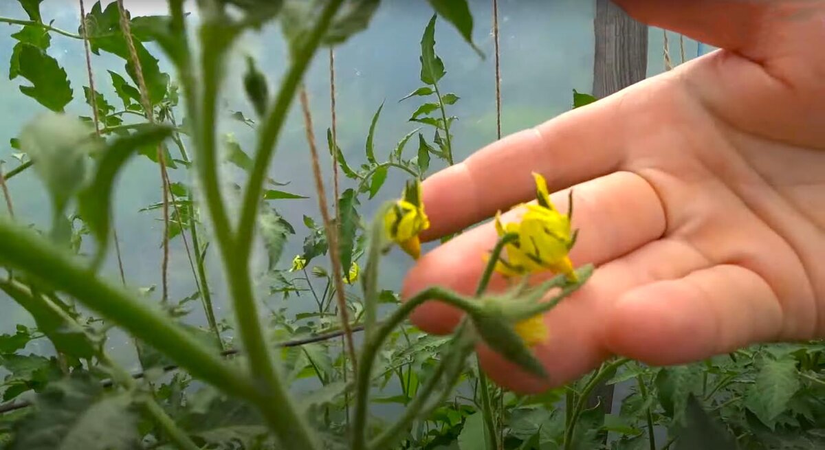 Томаты не завязываются