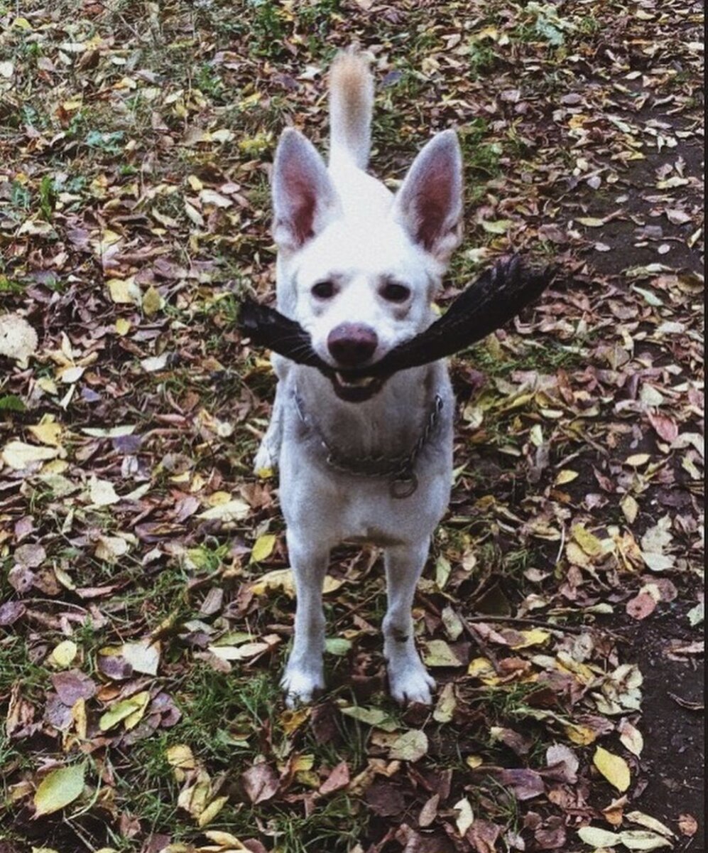 Джей стащил где-то кусок велосипедной шины во время прогулки.