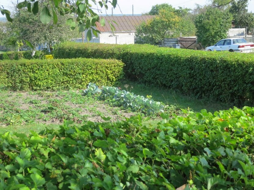 Зеленая изгородь. Фото автора