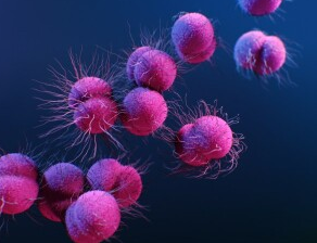 Мультирезистентные формы гонококков (Neisseria gonorrhoeae) также могут быть убиты Irresistin-16. © Иллюстрация Алиссы Экерт / CDC / Отдел координации и стратегии по устойчивости к антибиотикам, https://phil.cdc.gov/Details.aspx?pid=23244