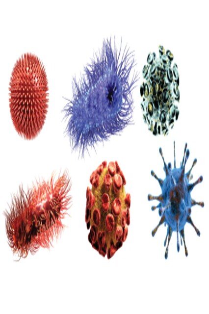 Источник сайт flickr.com  Разнообразие